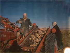 Loading uncle's potatoes